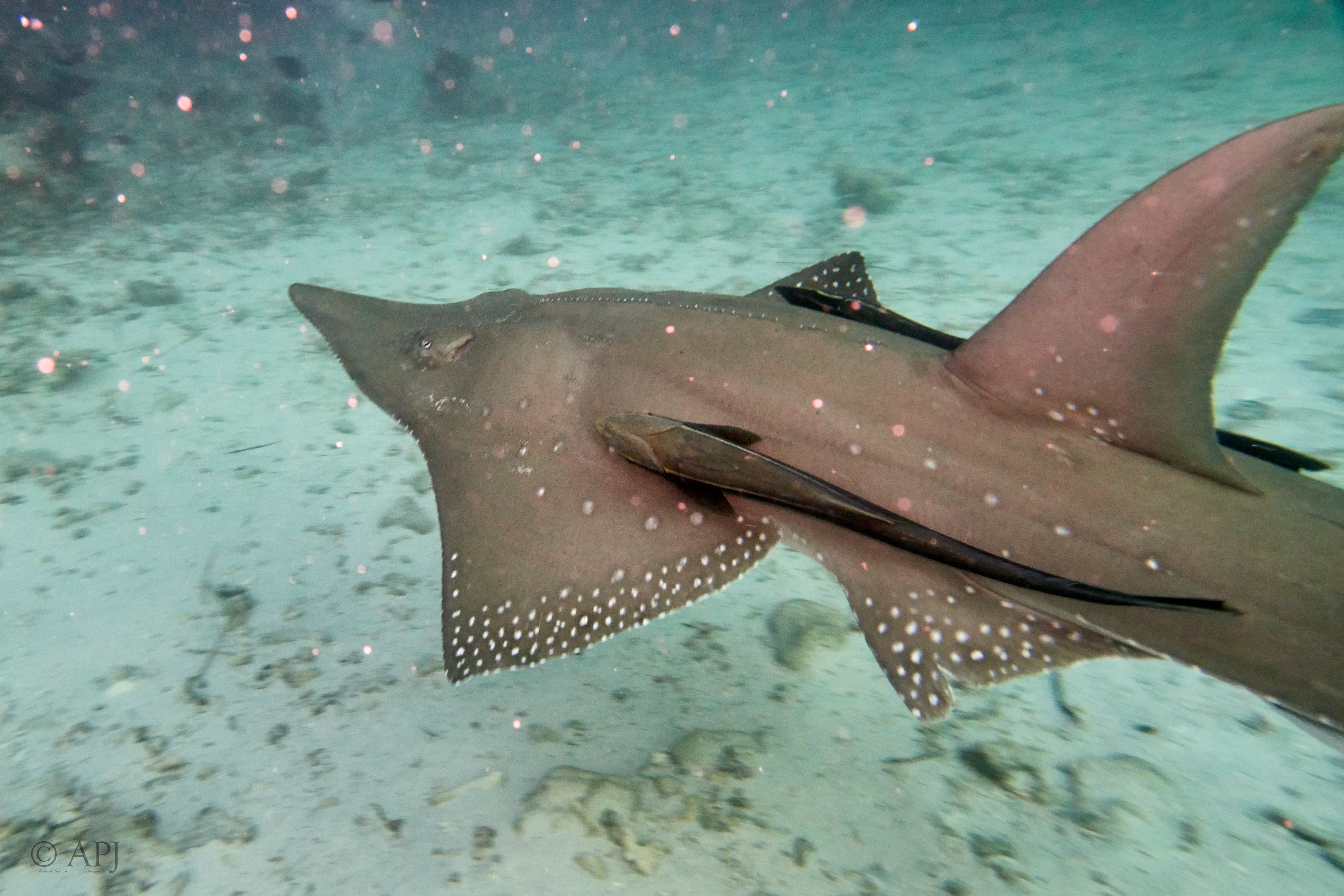 000059 13 08 17  Canon PowerShot G7 X Mark II   Malediven2017